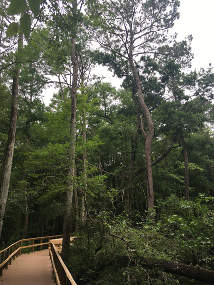 Moores Creek-Boardwalk